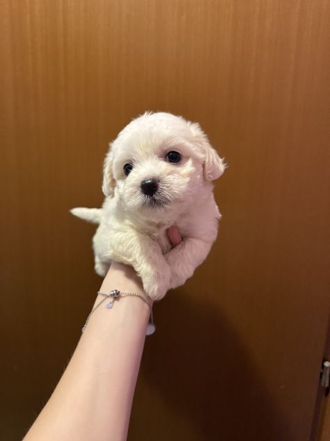 Cuccioli Maltese - Foto 2