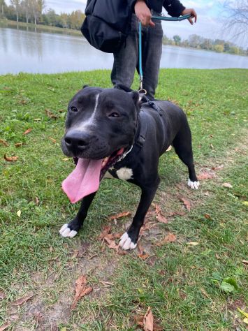 Pitbull femmina 5/6anni SUPER BUONA!! Sola in box 24.MANTOVA - Foto 4