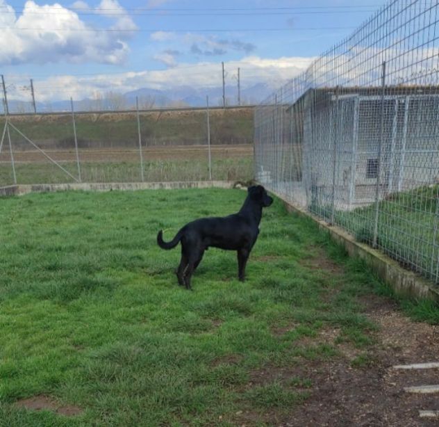 CANE DA ADOTTARE - Foto 6