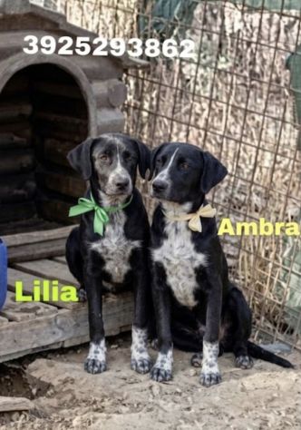 CAGNOLINE IN ADOZIONE UN MONDO DA SCOPRIRE MA SENZA UNA FAMIGLIA
