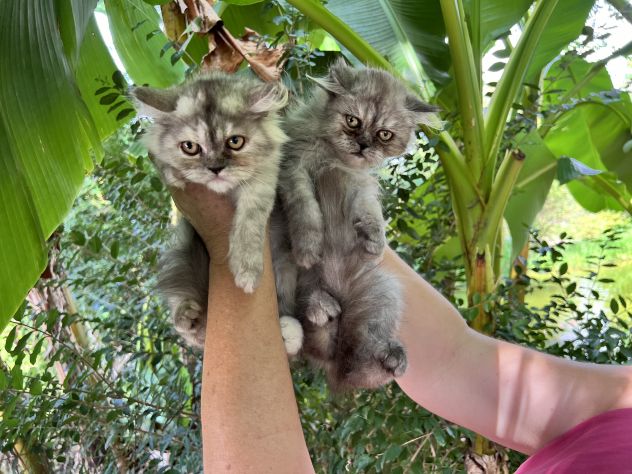 Gattini Persiani - Foto 4