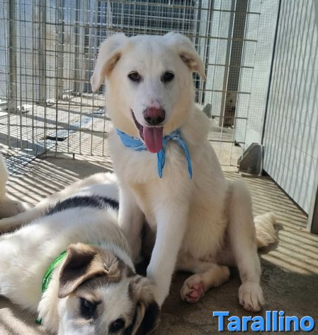Cucciolo meraviglioso!!! - Foto 5