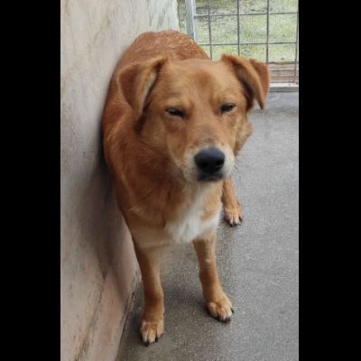 FABER TENERO E AFFETTUOSO CAGNOLINO IN ADOZIONE - Foto 5