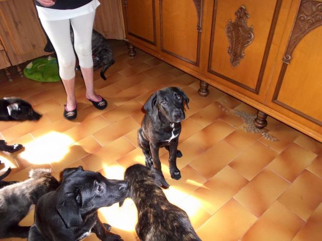 Sette cuccioloni deliziosi in cerca di casa - Foto 5