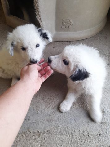 CUCCIOLI 2 MESI TAGLIA MEDIA IN CANILE - Foto 4
