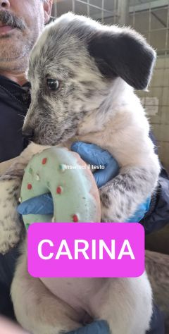 CUCCIOLI 3 MESI taglia media grande NATI IN CANILE