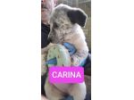 CUCCIOLI 3 MESI taglia media grande NATI IN CANILE