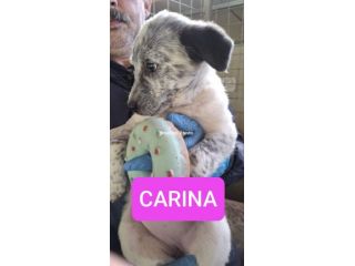 CUCCIOLI 3 MESI taglia media grande NATI IN CANILE