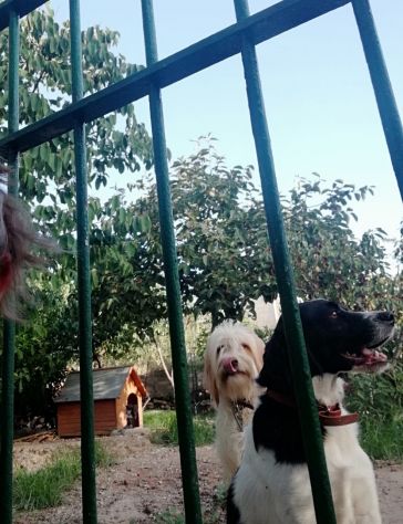 cercasi ricovero per cani