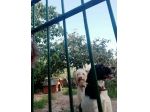 cercasi ricovero per cani