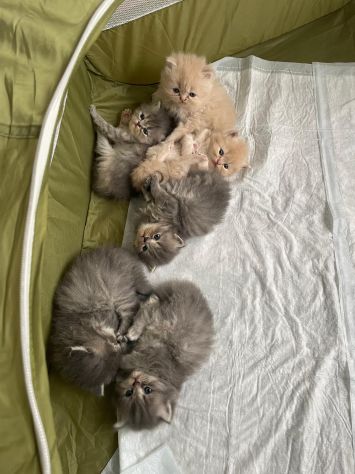 Splendidi cuccioli di gatto persiano - Foto 3