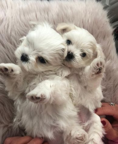 Cuccioli di Maltese - Foto 5