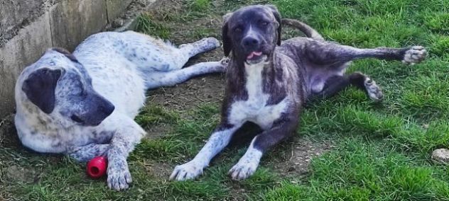 CANE IN ADOZIONE: ZENO, nato a marzo 2022 - Foto 5