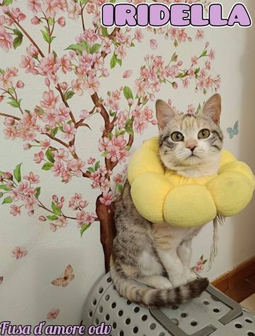 IRIDELLA, dolce micina in adozione!