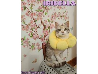 IRIDELLA, dolce micina in adozione!