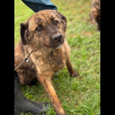 TOBY un mondo da scoprire, CANE IN ADOZIONE - Foto 6