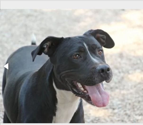 Pitbull mollato 5anni fa legato ad 1pianta ASPETTA ANCORA CASA!!HELP ROMA - Foto 3