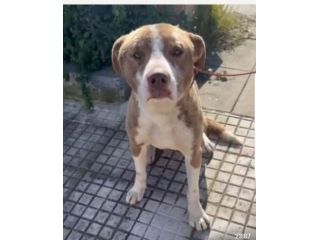 Ciro mix Amstaff 12/15mesi trovato legato SICILIA SOS CASA