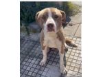 Ciro mix Amstaff 8mesi trovato legato SICILIA SOS CASA