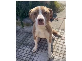 Ciro mix Amstaff 8mesi trovato legato SICILIA SOS CASA