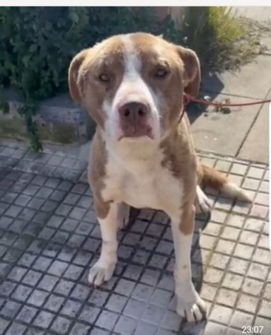 Ciro mix Amstaff 9mesi trovato legato SICILIA SOS CASA