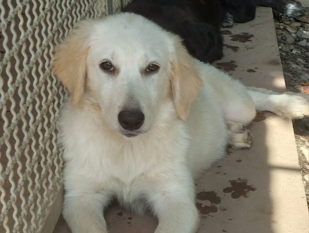 CUCCIOLI IN ADOZIONE