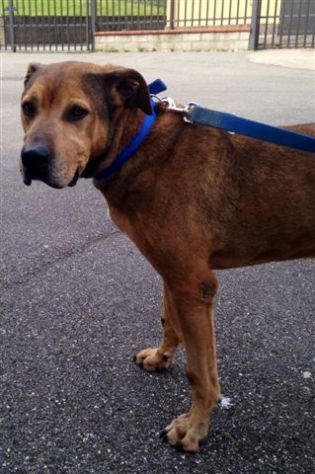 LOTTI, adozione del cuore - Foto 2