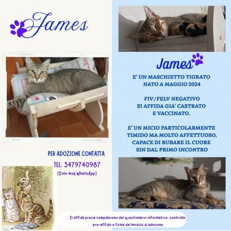 JAMES dolce micio in adozione! - Foto 2