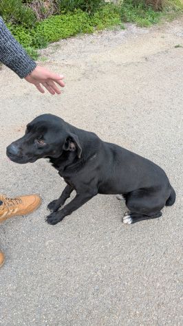 Giovane simil-Amstaff in cerca di famiglia - Foto 6