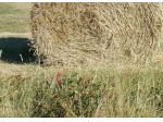 Annesso agricolo in vendita a San Pietro In Belvedere - Capannoli 3000 mq   &hellip;