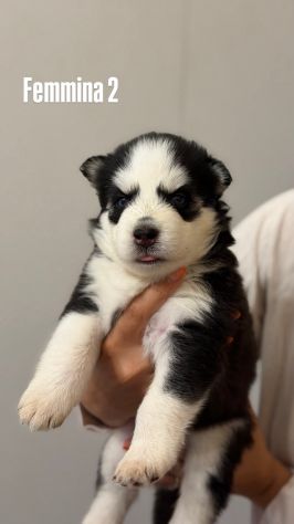 Cuccioli Husky - Foto 5