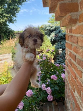 Amorevole ShihTzu maschietto - Foto 2