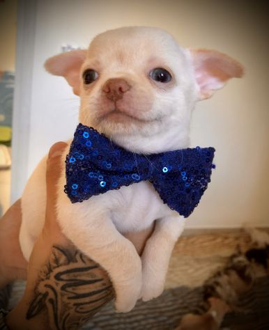 Chihuahua cuccioli - Foto 6