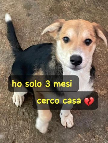 IGOR 3 MESI Taglia media Igor è in canile - Foto 4