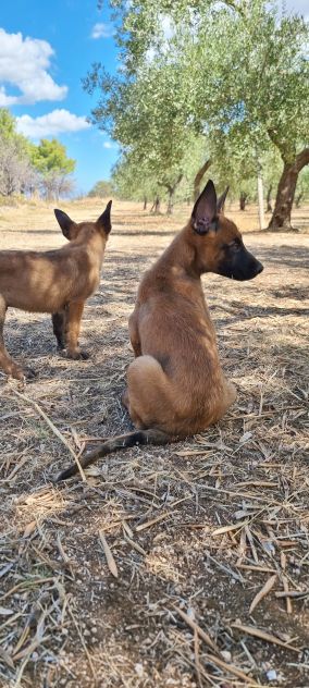 Allevamento e Cuccioli Pastore Belga Malinois Campania. Consegna tutta Italia.