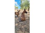 Allevamento e Cuccioli Pastore Belga Malinois Campania. Consegna tutta Italia.