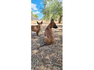 Allevamento e Cuccioli Pastore Belga Malinois Campania. Consegna tutta Italia.