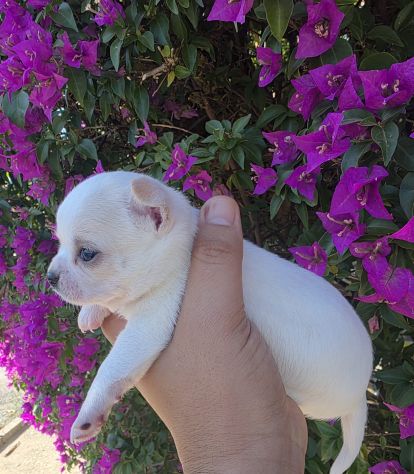 Cuccioli di chihuahua da privato - Foto 3