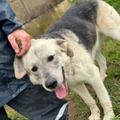 JAZZ AMOREVOLE CANE IN ADOZIONE - Foto 3