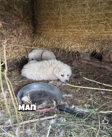 Zeus e Atena cuccioli in adozione - Foto 3
