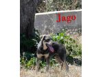 Aron e Jago cuccioli dolcissimi in adozione