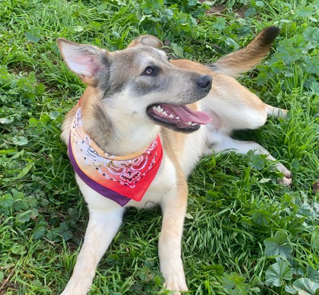 Teseo cucciolo di 1 anno cresciuto in canile - Foto 10