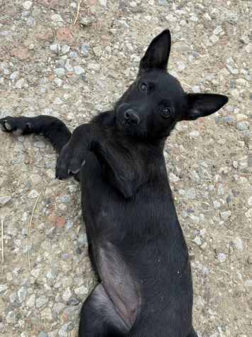 3 dolci CUCCIOLI total black! Bellissimi - Foto 10