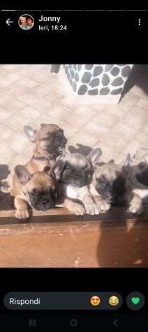 Booldog francese - Foto 2