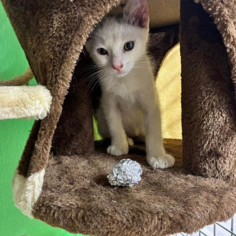 Cocco, gattino cerca casa