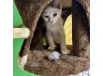 Cocco, gattino cerca casa