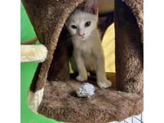 Cocco, gattino cerca casa