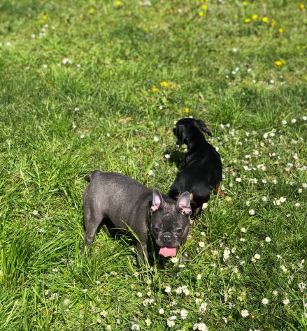 bulldog francese - Foto 2