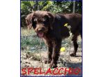 SPELACCHIO 4-5anni merita una vita serena!