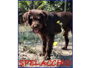SPELACCHIO 4-5anni merita una vita serena!